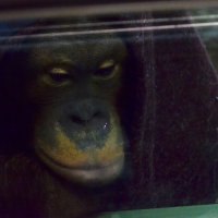 В зоопарке. :: Наталья Вязигина В зоопарке. :: Наталья Вязигина