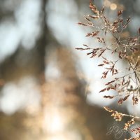 *** :: Елена Kазак (selena1965)