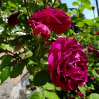 Лето розы :: Антонина Гугаева