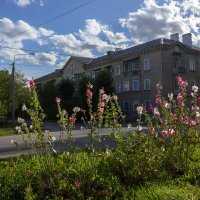 Цветы окраин городских :: Дмитрий Костоусов