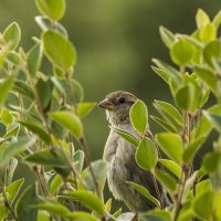 воробей спрятался :: Алексей Булак