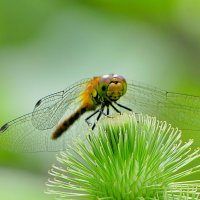 сегодняшние стрекозки 1 :: Александр Прокудин