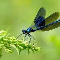 сегодняшние стрекозки 4 :: Александр Прокудин