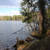 Комарово. Озеро Щучье :: Наталья Герасимова Комарово. Озеро Щучье :: Наталья Герасимова