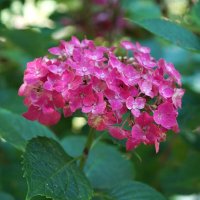 Гортензия :: Татьяна Тюменка