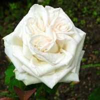 Интересная роза. :: Милешкин Владимир Алексеевич Интересная роза. :: Милешкин Владимир Алексеевич