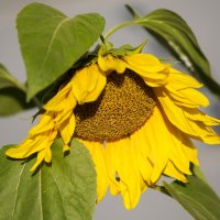 Солнечный цветок (жара, засуха) :: Светлана Тихонина