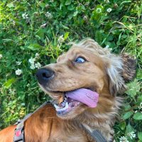 Пёсье счастье ) :: Павел Харлин