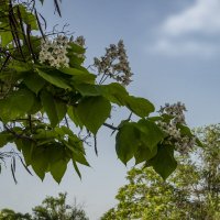 Катальпа :: Анатолий Чикчирный