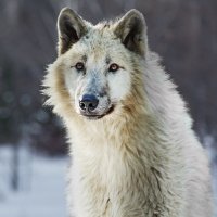 Белый волк :: SanSan 