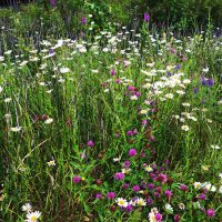 Июль...Летнее разнотравье на лесной опушке! :: Владимир 