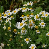 Июльские ромашки. :: сергей ермошкин