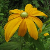 Зеленоглазая красавица :: Людмила Смородинская