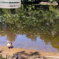 Гусь с Елагина острова. :: Ольга 