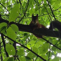 Спряталась! :: Ольга 