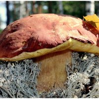 Царь :: Aleksandr Gal Царь :: Aleksandr Gal