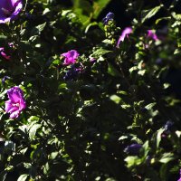 Гибискус :: Юрий Гайворонскiий