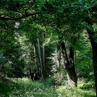 Приусадебный лес.,.. :: Анатолий Колосов Приусадебный лес.,.. :: Анатолий Колосов