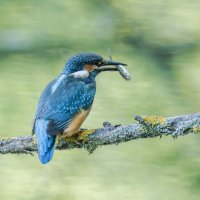 зимородок. :: юрий макаров