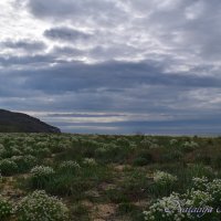 Природа Крыма :: Amazing Cosmea