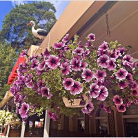 Украшение города. :: Валерия Комова Украшение города. :: Валерия Комова