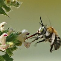 Макро мир вокруг нас... :: Николай Саржанов