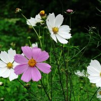 Космея :: Рита Симонова Космея :: Рита Симонова