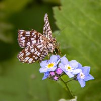На цветке :: Александр Ковальчук