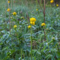 Купавки (Купальница Европейская). :: Алексей Трухин