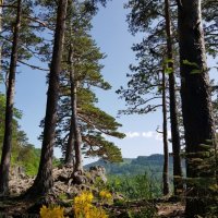 ЛАГОНАКИ :: Tata Wolf