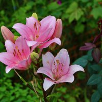 Три гламурные красотки :: Светлана 