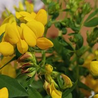 Цветы - подарок лета. :: Лилия *