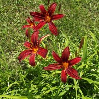 Лилейники :: Freddy 97