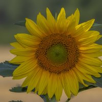 Солнечный цветок... :: Александр Посошенко