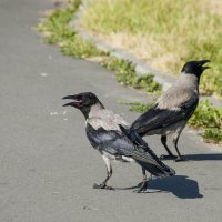 Жара... :: Елена Пономарева