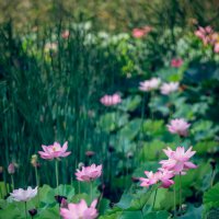 Лотосы в парке :: Дмитрий 