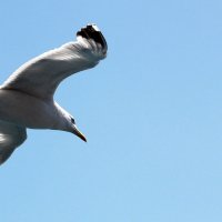 ЧЕРНОМОРСКАЯ ЧАЙКА :: Елена Даньшина ЧЕРНОМОРСКАЯ ЧАЙКА :: Елена Даньшина