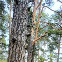 Оголённые корни сосны. :: Михаил Столяров