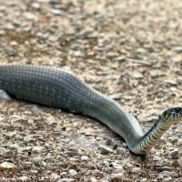 Удачная охота. :: Владимир 