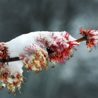 6 апреля :: Михаил Бибичков 6 апреля :: Михаил Бибичков