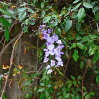 Глициния :: Александр Хаецкий Глициния :: Александр Хаецкий