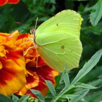 Лимонница :: Андрей Снегерёв