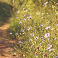 *** :: Елена Kазак (selena1965)