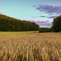 Утро :: Waldemar F.