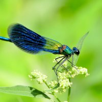 вчерашние стрекозки 2 :: Александр Прокудин вчерашние стрекозки 2 :: Александр Прокудин