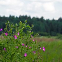 ***** :: юрий поляков