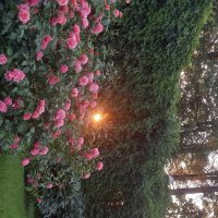 Розы :: Сапсан 