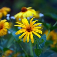 *** :: Иван Литвинов *** :: Иван Литвинов