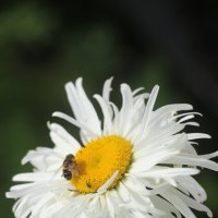 Ну а лето продолжается... :: Наталья Герасимова