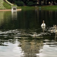 Вся семья в сборе. :: Татьяна Помогалова